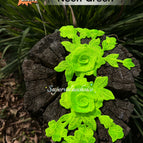 Neon green （NEW IN） / 1 PCS