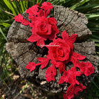 Candy Apple Red / 10 Pcs
